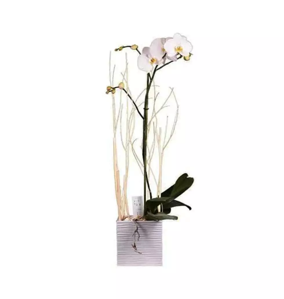 Blossoming White Phalaenopsis Orchid Arrangement