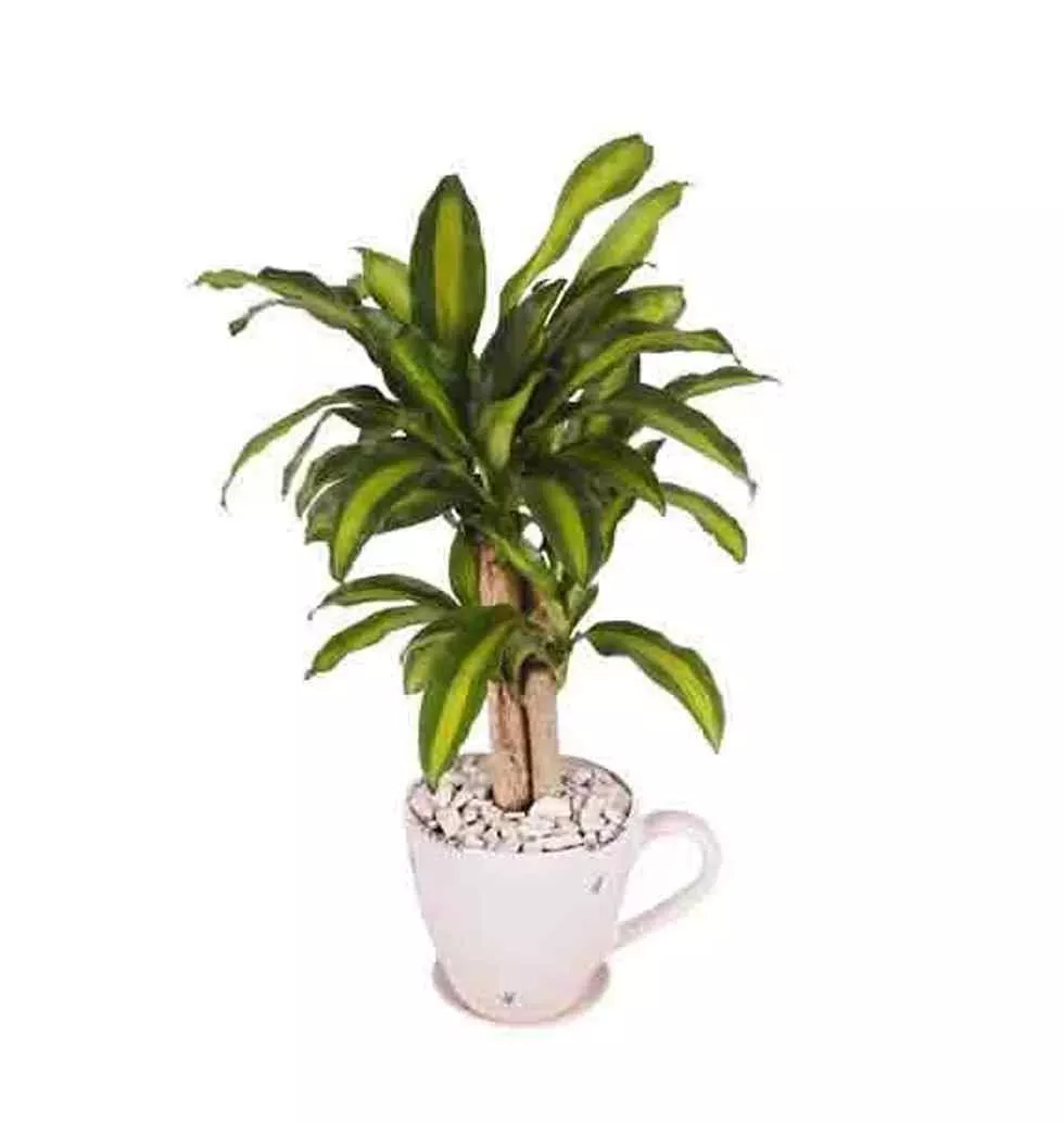 Cheerful Present of Potted Brazil Stick Plant